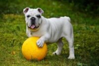 juguetes para bulldog ingles razas de perros canes kong 