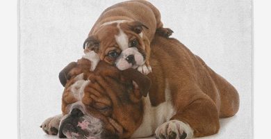 Alfombra de bano con imagen bulldog y su cachorro
