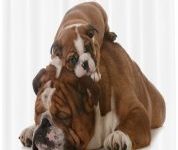 Cortina de bano bulldog ingles con cachorro sintetica Lavable 175 x 200 cm