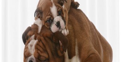 Cortina de bano bulldog ingles con cachorro sintetica Lavable 175 x 200 cm