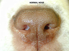 enfermedades comunes del bulldog ingles problemas respiratorios estenosis narinas