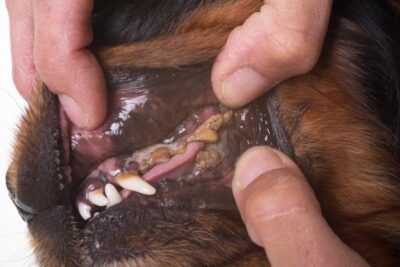 higiene del bulldog ingles limpieza oidos limpieza dental limpieza arrugas y pliegues de la piel  enfermedades orales en bulldogs