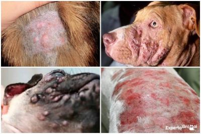 enfermedades caninas perros con pioderma dermatitis atopica malassezia picores 
