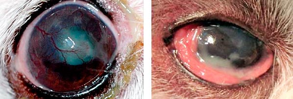 patologias oculares bulldog queratoconjuntivitis seca bulldog por que mi bulldog inles tiene los ojos rojos siempre