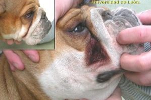 dermatitis bulldog ingles pliegues