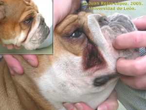 dermatitis en pliegues bulldog ingles como tratar la dermatitis del bulldog ingles