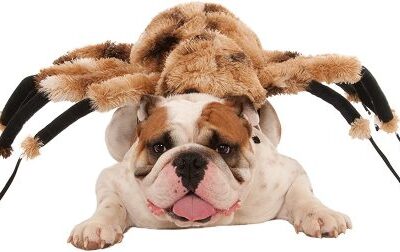 disfraces para bulldog ingles disfraz para perro grande navidad halloween