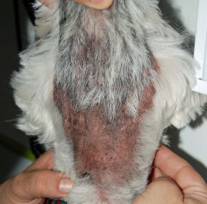 enfermedades de la piel en el bulldog ingles dermatitis atopica bulldog ingles malasezzia bulldog ingles