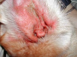 PATOLOGIAS de oido en bulldog ingles otitis como tratar la otitis en el  bulldog ingles