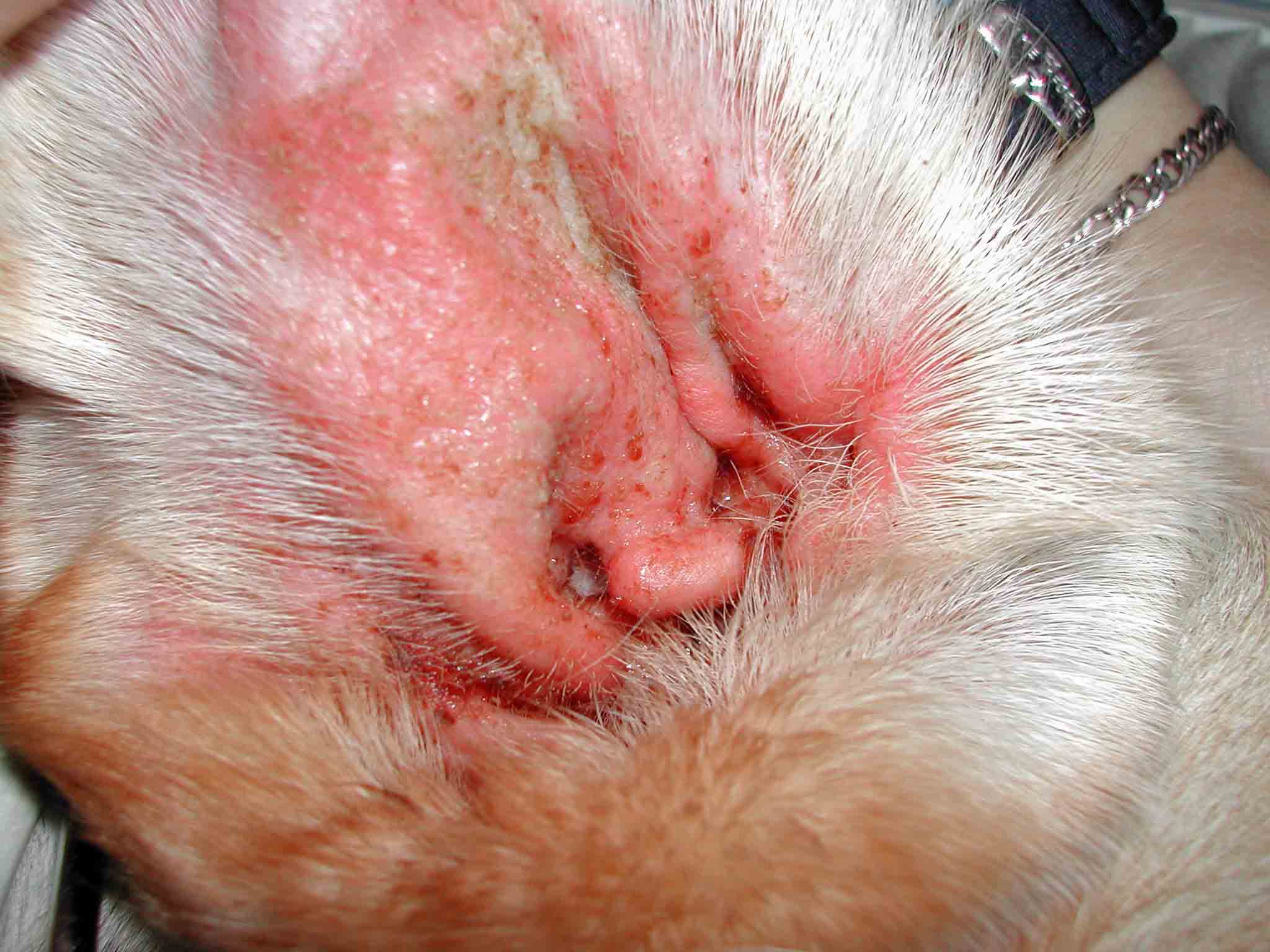 PATOLOGIAS de oido en bulldog ingles otitis como tratar la otitis en el  bulldog ingles