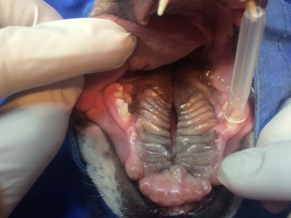 cirugia correctora paladar hendido en bulldog ingles como corregir paladar abierto en bulldogs cirugia oral