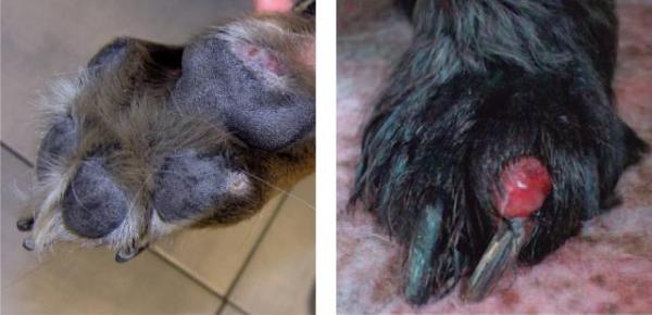 quistes interdigitales bulldog nodulos forunculos bulldog enfermedades de la piel y las patas en bulldog ingles