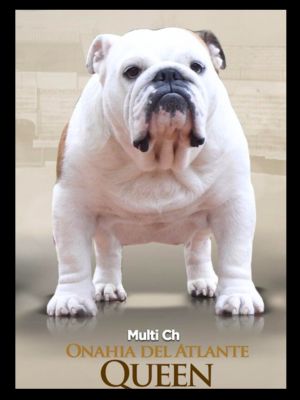 bulldog ingles caracteristicas kennel club